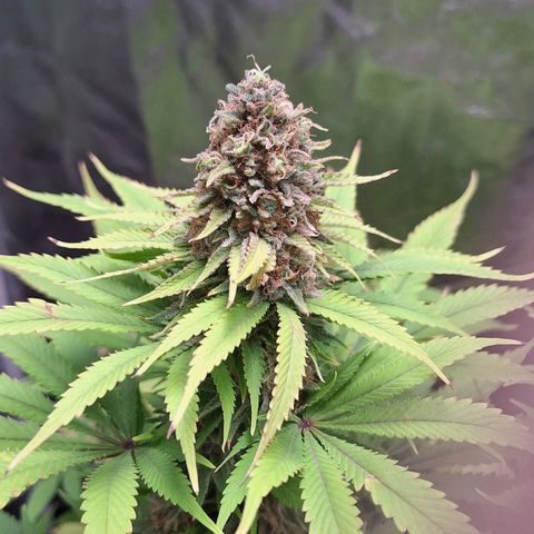 MJ 1702 - Auto XXL growlog timeline photo