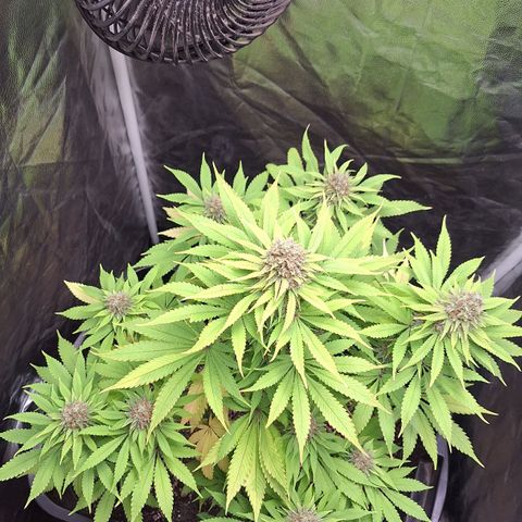 MJ 1702 - Auto XXL growlog timeline photo