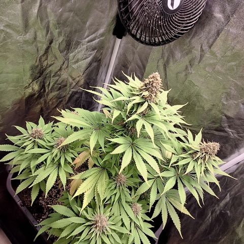 MJ 1702 - Auto XXL growlog timeline photo