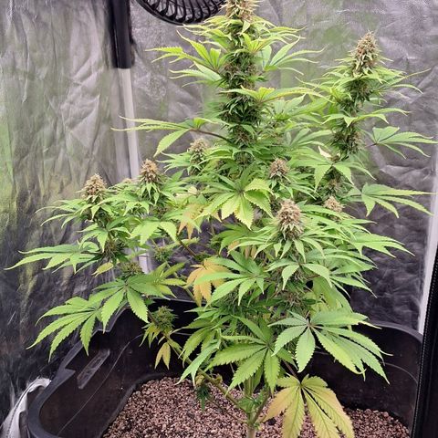 MJ 1702 - Auto XXL growlog timeline photo