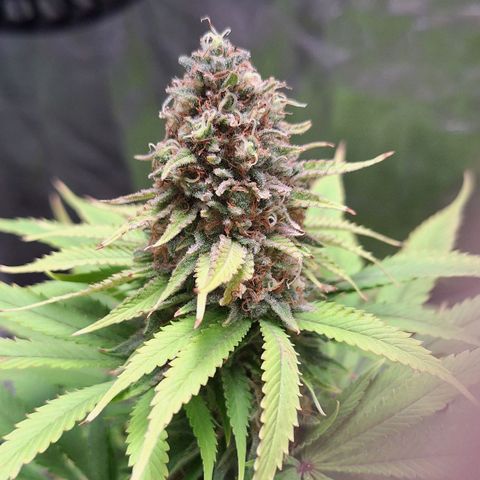 MJ 1702 - Auto XXL growlog timeline photo