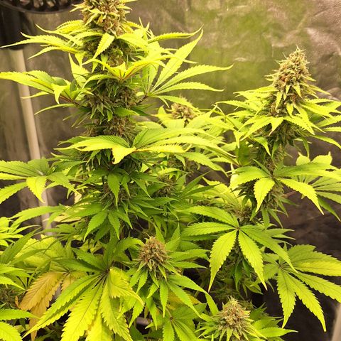 MJ 1702 - Auto XXL growlog timeline photo