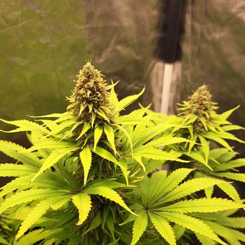 MJ 1702 - Auto XXL growlog timeline photo