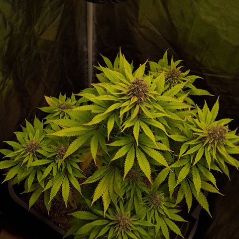 MJ 1702 - Auto XXL growlog timeline photo