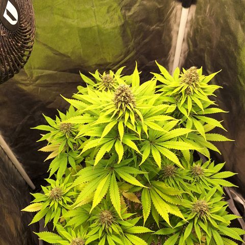 MJ 1702 - Auto XXL growlog timeline photo