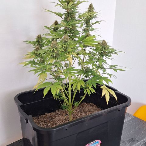 MJ 1702 - Auto XXL growlog timeline photo