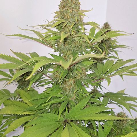 MJ 1702 - Auto XXL growlog timeline photo