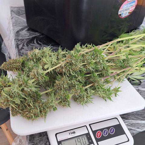 MJ 1702 - Auto XXL growlog timeline photo