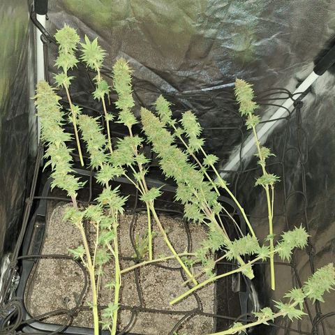 MJ 1702 - Auto XXL growlog timeline photo