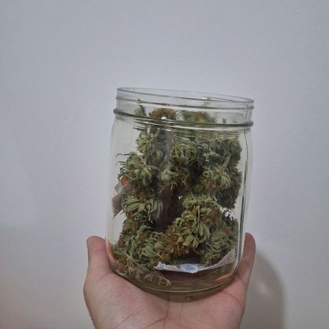 MJ 1702 - Auto XXL growlog timeline photo