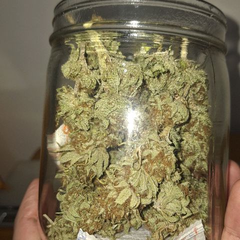 MJ 1702 - Auto XXL growlog timeline photo