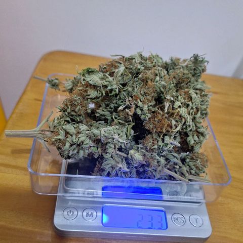 MJ 1702 - Auto XXL growlog timeline photo
