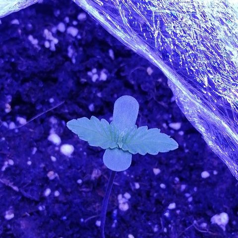 Durban Poison growlog timeline photo