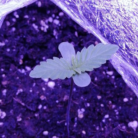 Durban Poison growlog timeline photo