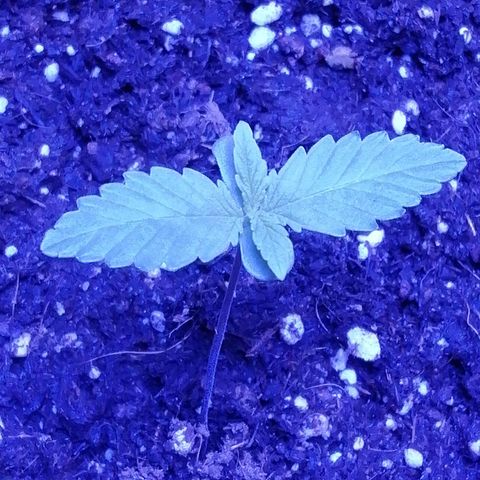 Durban Poison growlog timeline photo