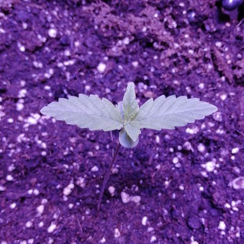 Durban Poison growlog timeline photo