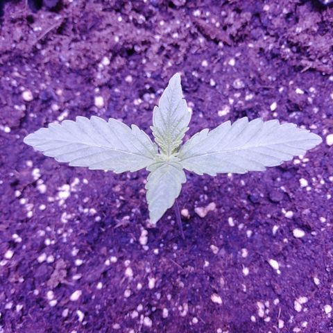 Durban Poison growlog timeline photo