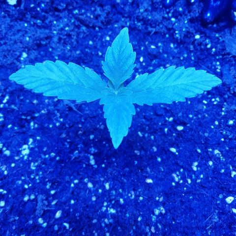 Durban Poison growlog timeline photo