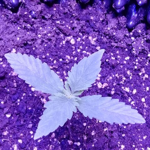 Durban Poison growlog timeline photo