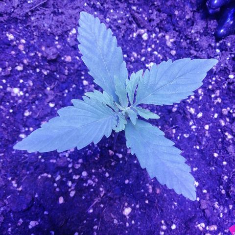 Durban Poison growlog timeline photo