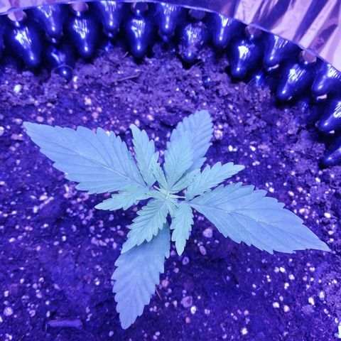 Durban Poison growlog timeline photo