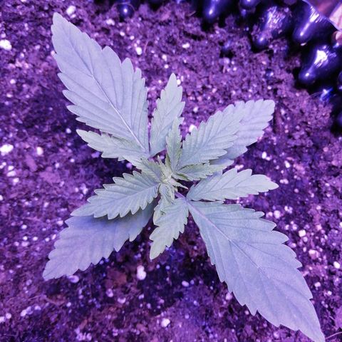 Durban Poison growlog timeline photo