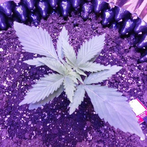 Durban Poison growlog timeline photo
