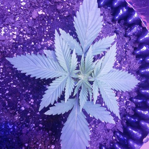 Durban Poison growlog timeline photo
