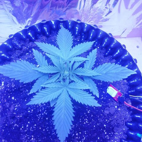Durban Poison growlog timeline photo