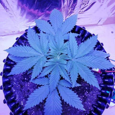 Durban Poison growlog timeline photo