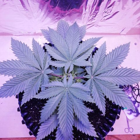 Durban Poison growlog timeline photo