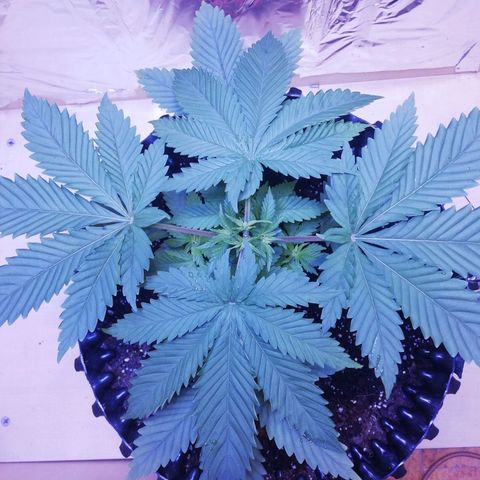 Durban Poison growlog timeline photo