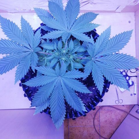 Durban Poison growlog timeline photo