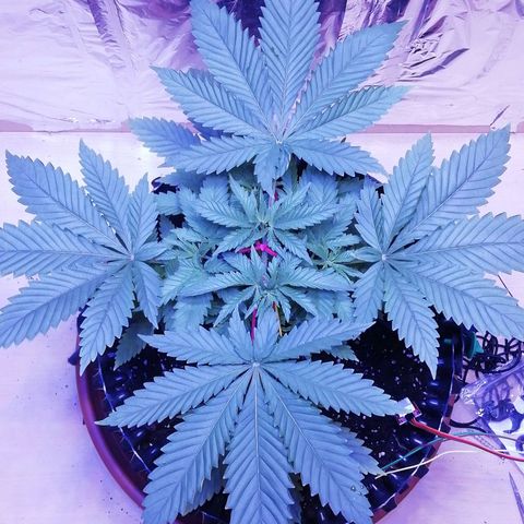 Durban Poison growlog timeline photo