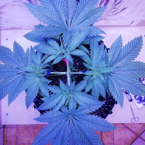 Durban Poison growlog photo: 4 ways lst