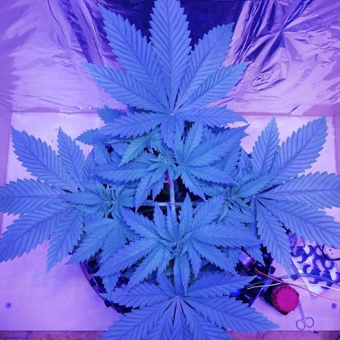 Durban Poison growlog timeline photo