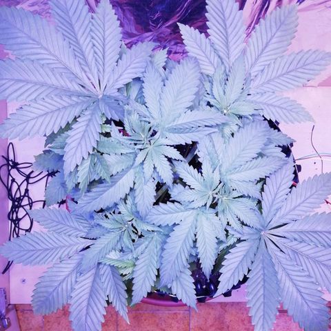 Durban Poison growlog timeline photo