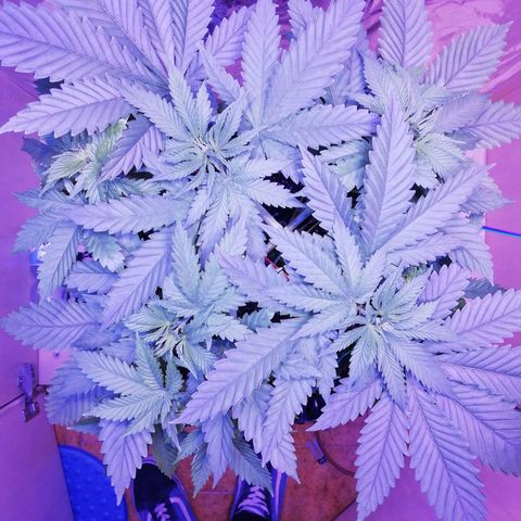 Durban Poison growlog timeline photo
