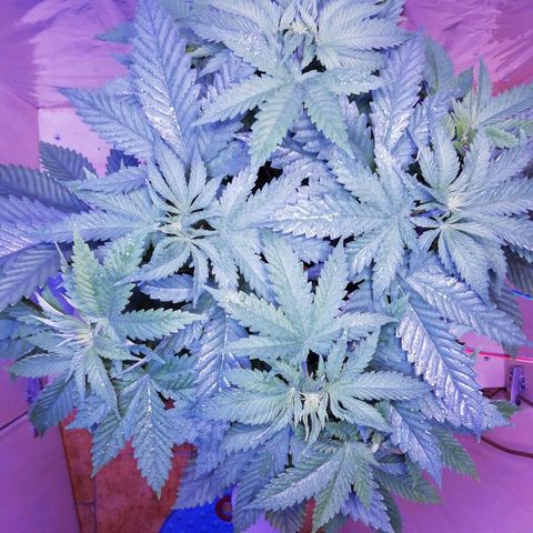 Durban Poison growlog timeline photo
