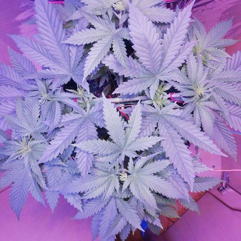 Durban Poison growlog timeline photo
