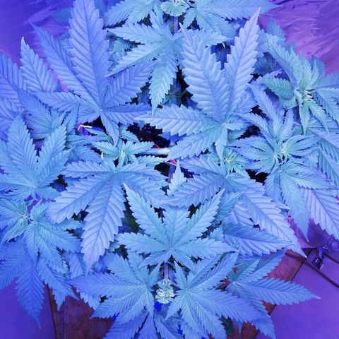 Durban Poison growlog timeline photo