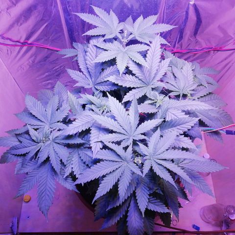 Durban Poison growlog timeline photo