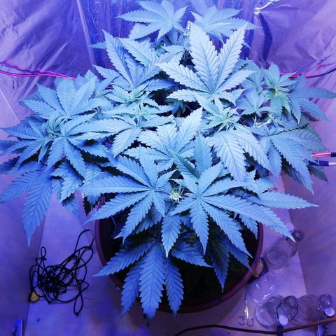Durban Poison growlog timeline photo