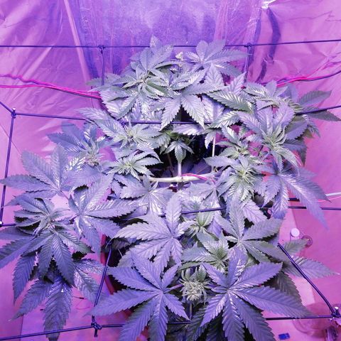 Durban Poison growlog timeline photo