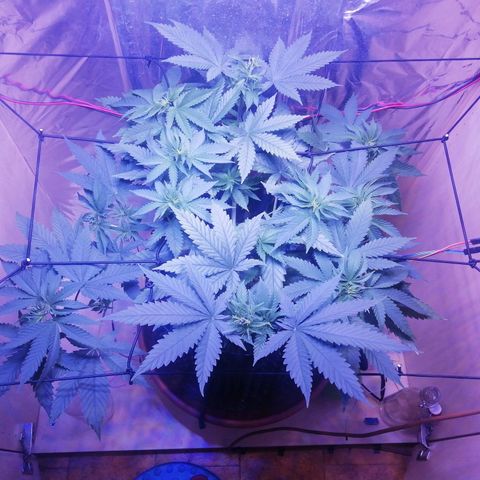 Durban Poison growlog timeline photo