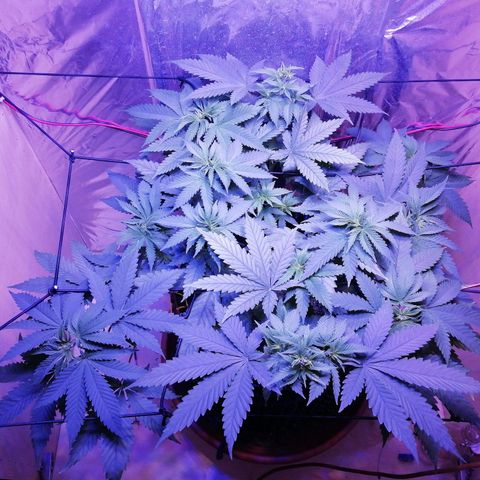 Durban Poison growlog timeline photo