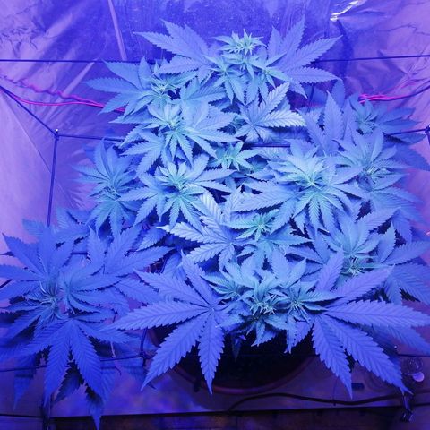 Durban Poison growlog timeline photo