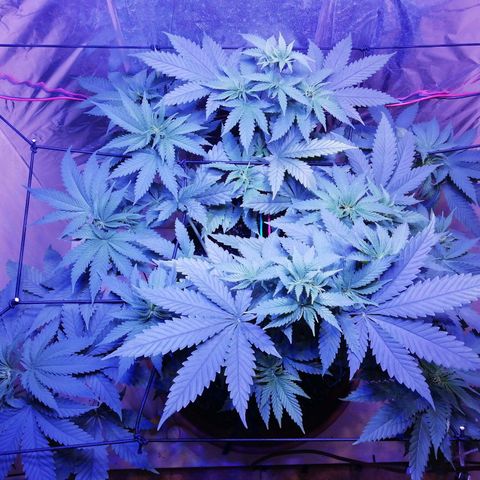 Durban Poison growlog timeline photo