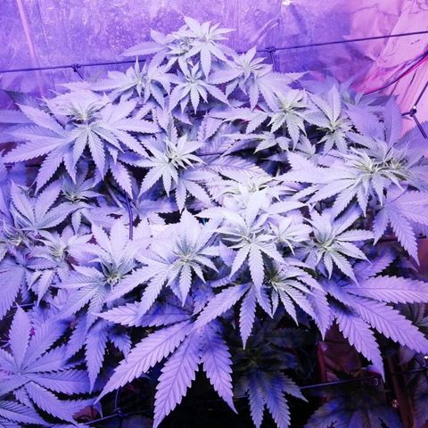 Durban Poison growlog timeline photo