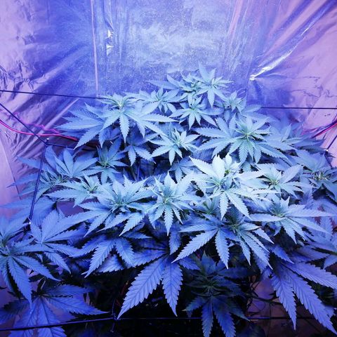 Durban Poison growlog timeline photo